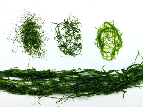 HACCP Sustainably Harvested 350g Mossy Green Prolifera Ulva Seaweed Added In Salad