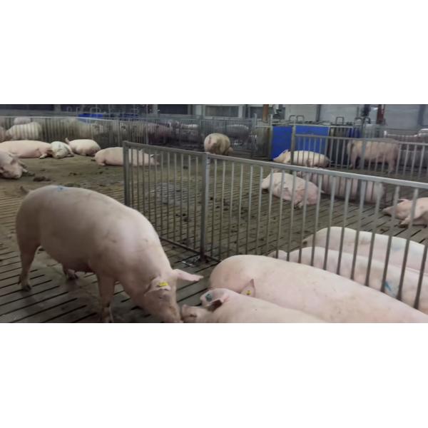 Hot Dip Galvanized Steel Back Up Gestation Pens For Sows