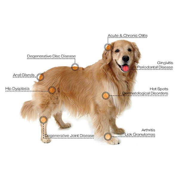 810nm Pet Laser Therapy Machine Inflammation Treatment