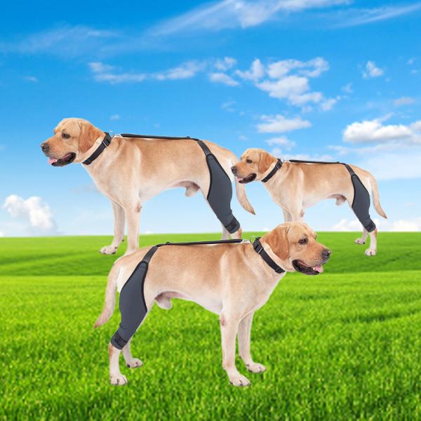 Расчалка ноги собаки вибрации анти- протектора скакательного сустава собаки разрыва анти- для травмы ACL