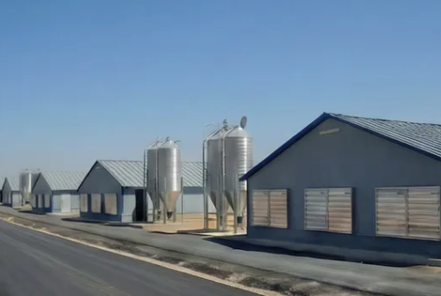 High Efficiency Easy Setup Poultry Farming Equipment with Hot Dip Galvanized Steel Automatic Poultry Cage System