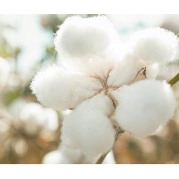 Ткань 40S марли противобактериологического полного хлопка естественная вяжет жаккард двойной Адвокатуры