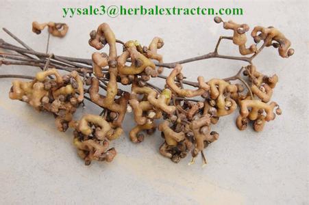 Chinese herbal extract manufacture, natural herb beverage ingredients, Oriental Raisin Tree Extract,  for drunkenness