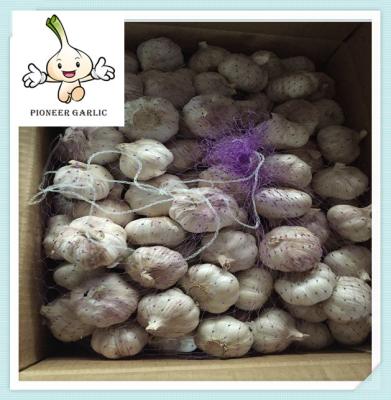 2016 New Crop Fresh Garlic Exporting Chinese Garlic In Small Pack
