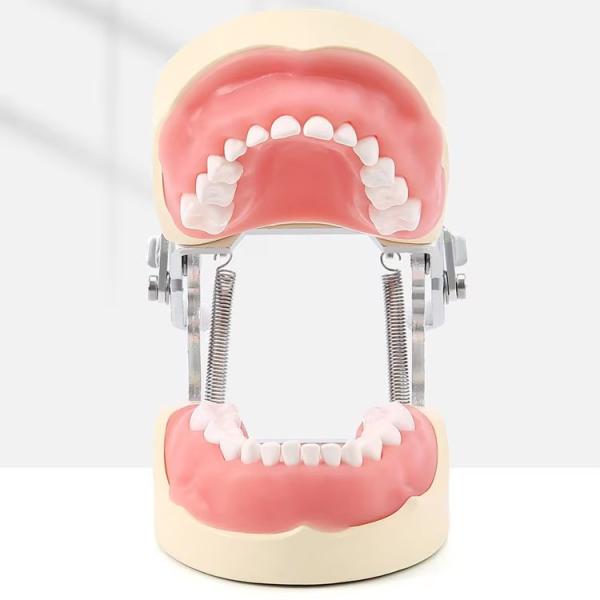 Desmontable 24pcs Niños Dentes Dental Modelo de Resina Hecho Entrenamiento Niños Dentes Modelo de práctica