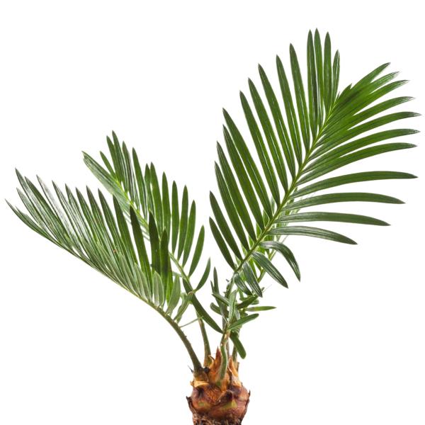 Supply Fatty Acids Poudre 25% 45% Bulk Saw Palmetto Extract Saw Palmetto Powder