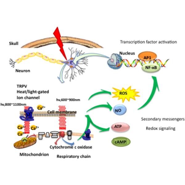 Parkinson Alzheimer NIR Light Therapy Devices Stroke TBI PBM Photobiomodulation Helmet