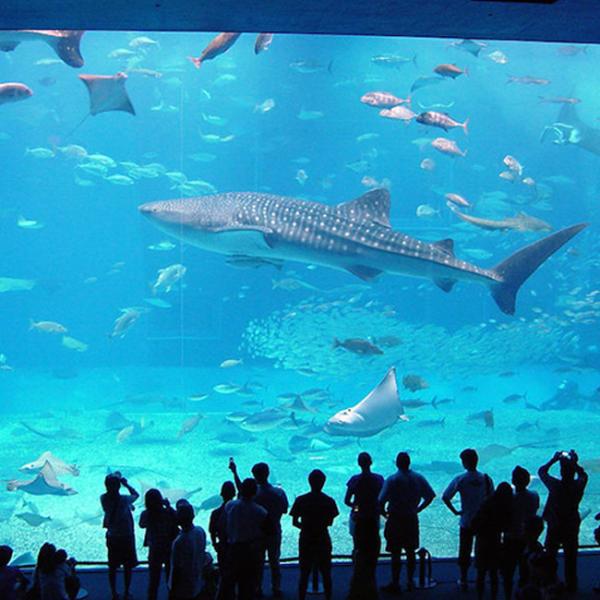 Высокопроницаемость 95% ПММА аквариумный акриловый лист 2000*3000 мм