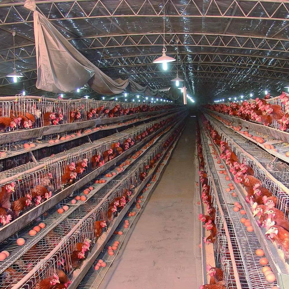 Modular H Type Chicken Egg Layer Cage with Hot-dipped Galvanization and Automatic Feeding System