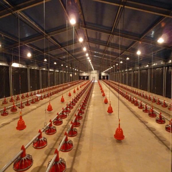 Structure en acier ignifuge Poule maison de volaille Ventilation automatisée cadre en acier poulailler