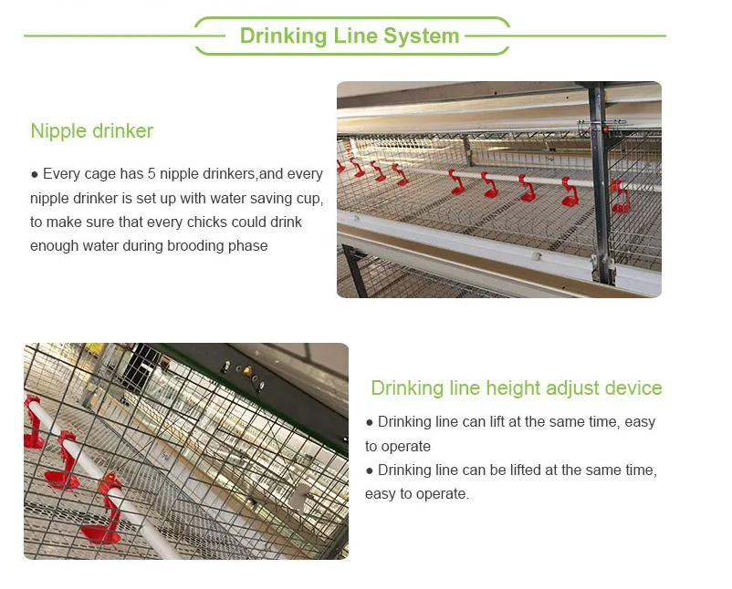 Fully Automatic 4-Tier H-Type Battery Cage with Hot-Dip Galvanized Steel for Layer Hens and Broilers