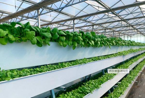 Tomato Plant  Hydroponic Good Weather Resistance Agricultural Greenhouse