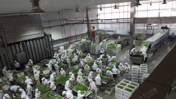 Automatic Bubble Fruit And Vegetable Apricot Washing Cleaning Equipment Line 800kg