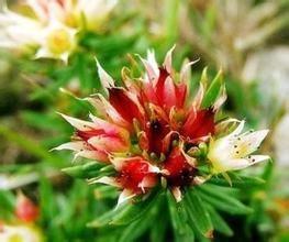 Rhodiola Rosea P.E., Salidrosides 3%, CAS NO.:10338-51-9, Anti-aging, anti-anoxidant,, natural herbal extract, Yongyuan
