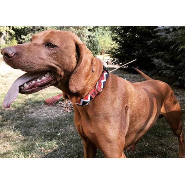 32 Foot 10m Anti Pull Dog Leash No Pull Dog Lead Head Halter Leash