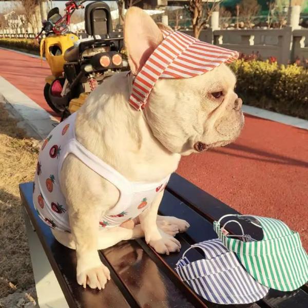 Outdoor Dog Cap with Ear Holes Keep Your Pet Cool and Protected in the Sun
