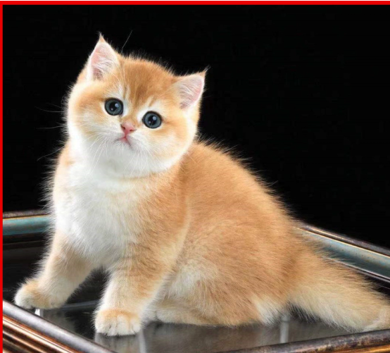 Catégorie de soins pour animaux de compagnie