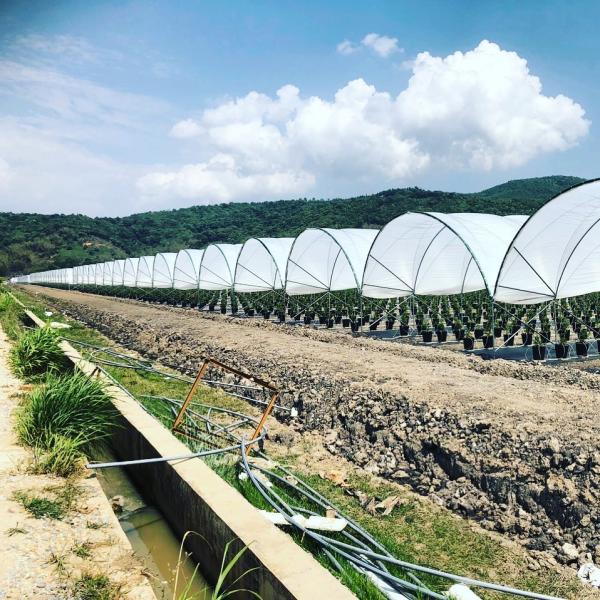 Высоким клубники полиэтиленовой пленки выхода аграрным выросли парником, который идут дождь укрытие