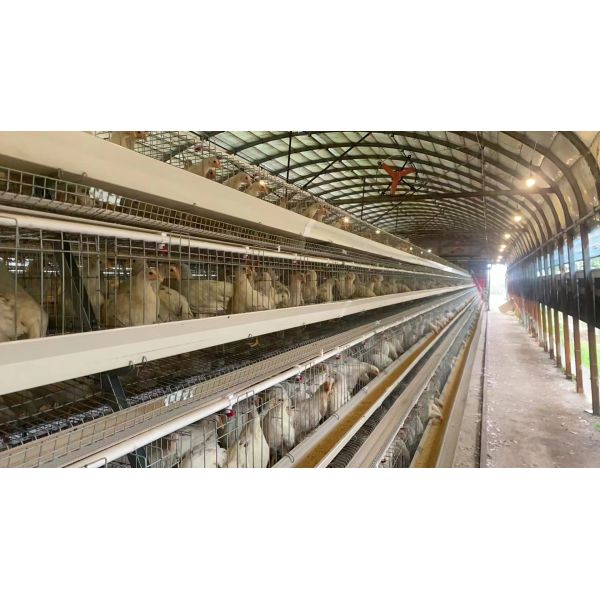 Hot-dip Galvanized Automated Manure Removal Cage Poultry Equipment with Easy Installation and Corrosion Resistance