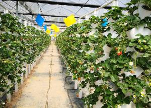 Automated Vertical Nft System For Vegetables Irrigation Hydroponics Eqiupment