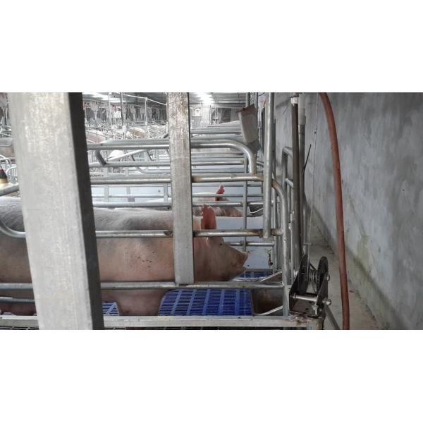 Automatic Drinking Equipment Pig Nipple Drinker SUS 304