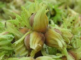 Hazel nut peeling machine, hazelnut green skin removing machine