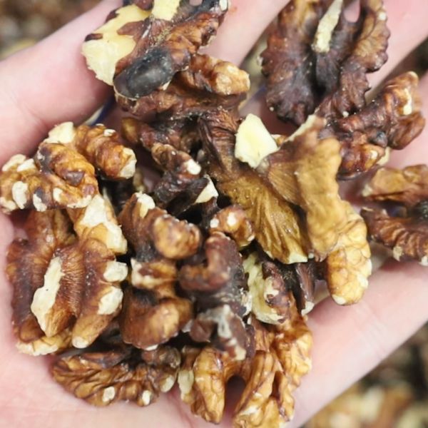 Commercial Walnut Kernel Color Sorter Uses Shadowless Lighting Technology For Better High Accuracy Defect Recognition