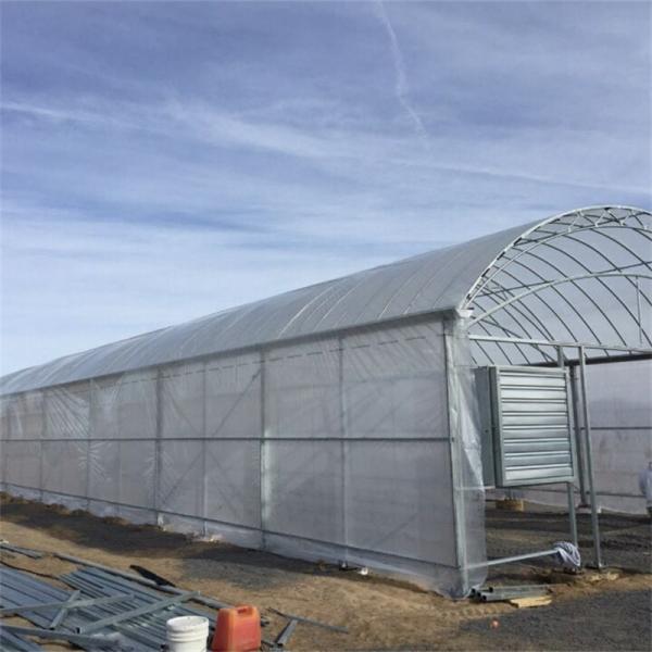 Ternissement de tomate chaude d'hiver l'anti laissent tomber non la serre chaude en plastique de tunnel de serre chaude de feuille de plastique