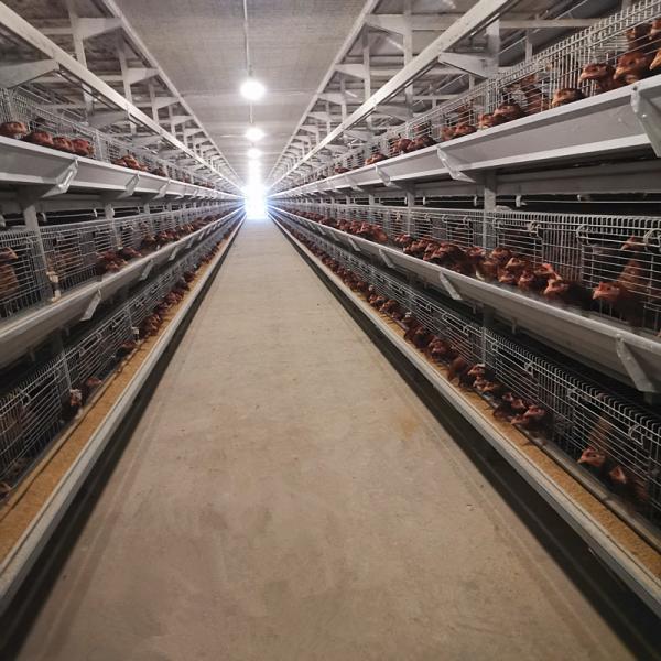 Type H de cage de couche de poulet de batterie de 20000 oiseaux pour la ferme 2mm du Pakistan