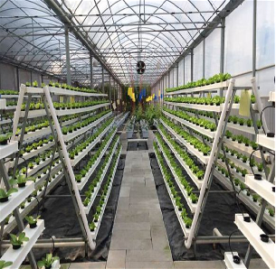 Agricultural NFT Vertical Growing Greenhouse Soilless Greenhouse Multi Span