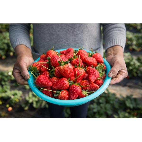 1% d'humidité Azot organique ≥ 5% N Acétyl D Glucosamine en poudre