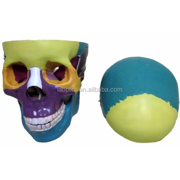 Human Life Size Skeleton Model Bones Model of Cerebral Cranium for Medical Study Aid