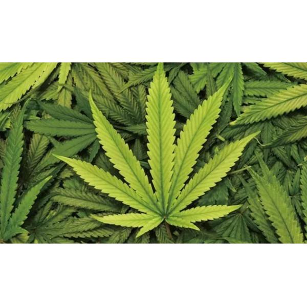 Длинная жизнь оборудования извлечения системы Кбд выгонки масла пеньки молекулярная