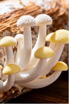 Product Description – Organic Deer Antler Mushroom (120g)