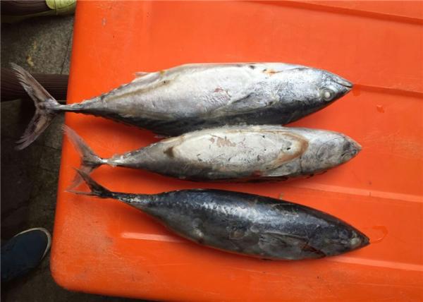 Bulk Frozen Bonito Fish