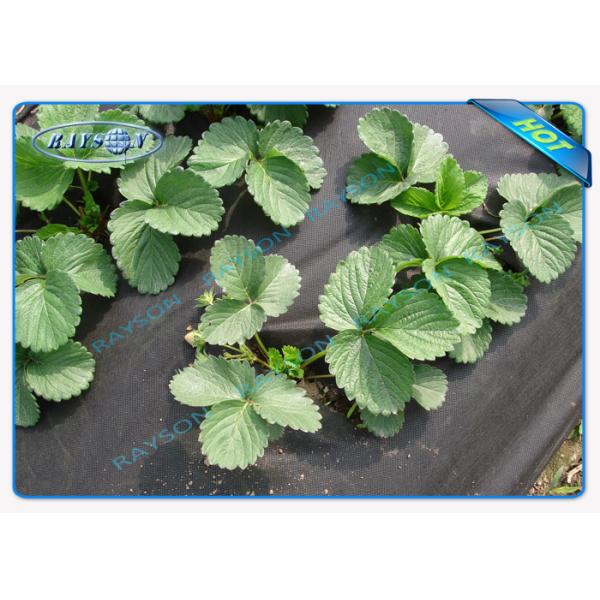 40gsm Black Non Woven Landscape Fabric for Garden Cover , 1.5 % UV - Resistance