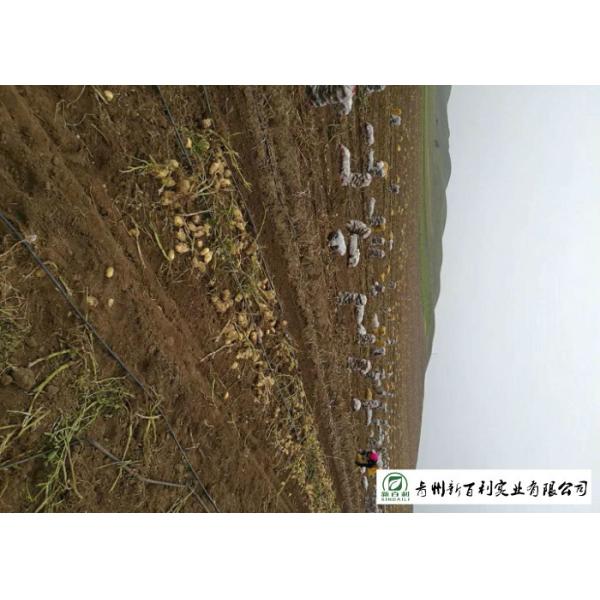 Delicious Fresh Potato Can Used As A Vegetable Or As A Staple Food