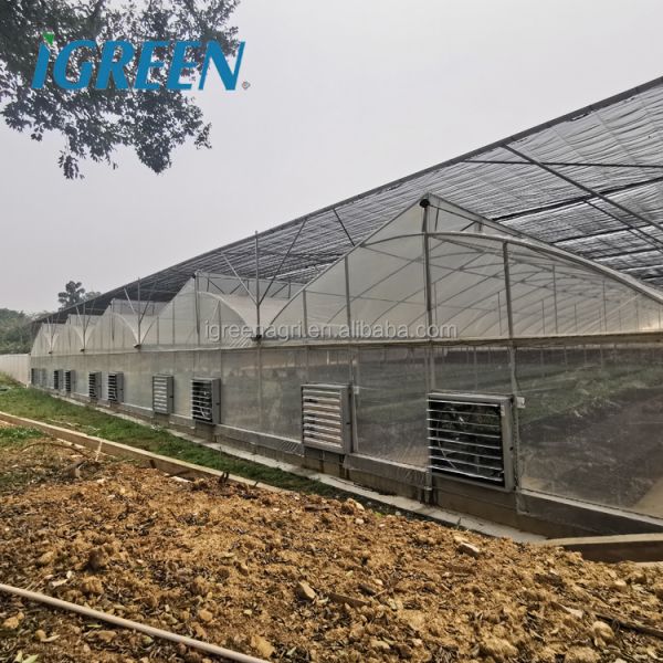 Large Single Layer Multi-span Agricultural Greenhouses with PE Film Cover for Plant Growth