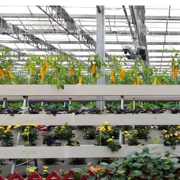 China design wholesale double glass greenhouse Venlo type polycarbonate greenhouse
