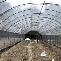 Sistema crescente hidropônico da única morango plástica da estufa do túnel do período