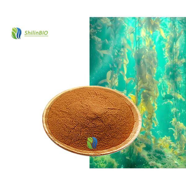 10% Fucoxanthin Powder Pure CAS 3351-86-8 Food Grade Brown Algae Sea Weed Extract