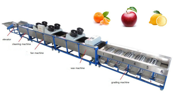 lemon cleaning drying waxing grading machine, lemon sorting machine