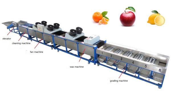 lemon cleaning drying waxing grading machine, lemon sorting machine