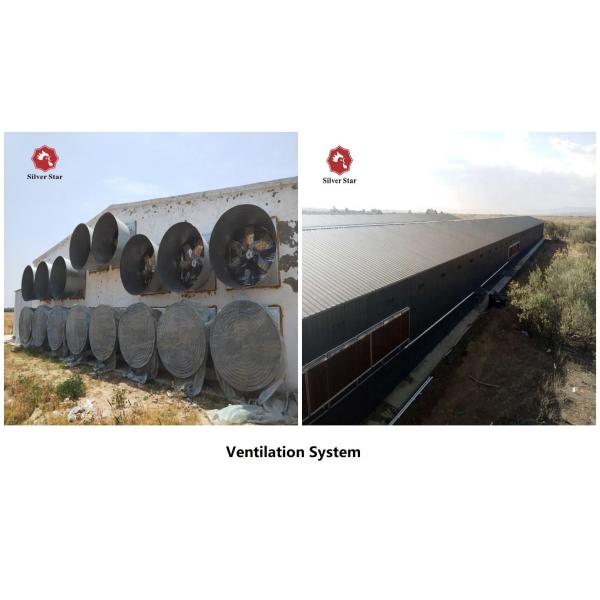 144 Birds H Type Chicken Cage , Q235A HDG Chicken Laying Eggs Cage