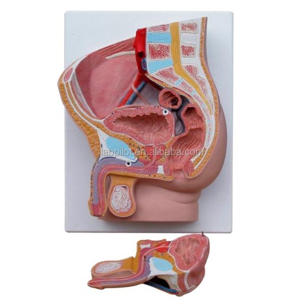 Reproductive Organs Anatomy Teaching Median Saggital 2-Parts Male Pelvic Cavity Model