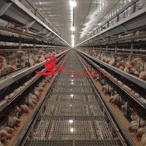 Detail-oriented Layer Chicken Cage System in Vietnam Farms