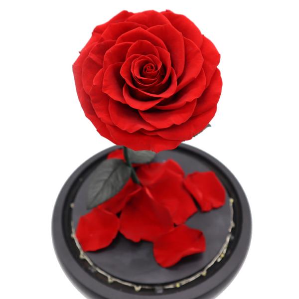 Dried Beauty And The Beast Red Rose In Glass Gift Suitable For Decor Purposes