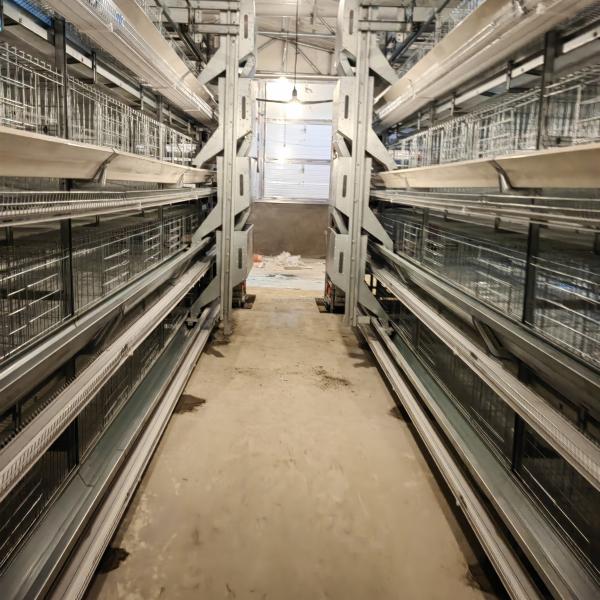 H Type Automatic Broiler Chicken Cage with Hot Dip Galvanized Steel