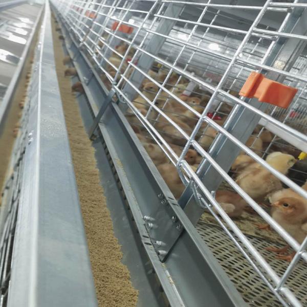 Équipement automatique de poule à poulets 380V 50HZ pour poulailler SONCAP