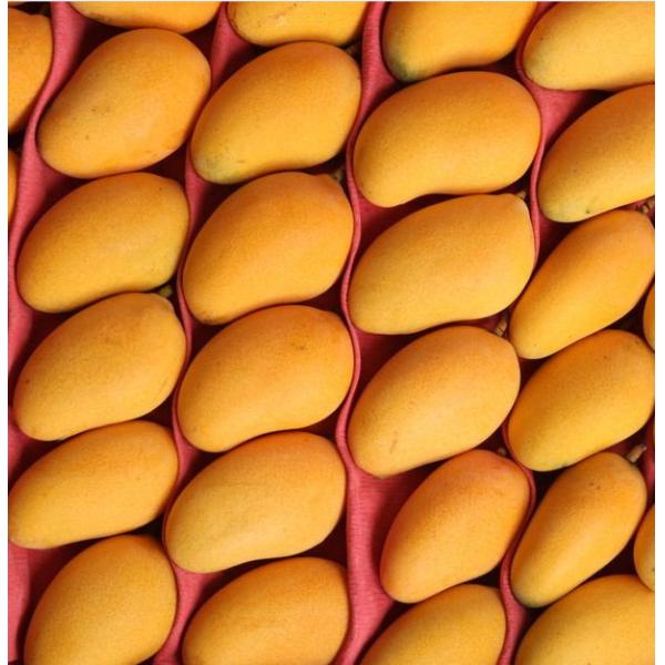 сырцовая машина обработки 300 сока манго 2t/H - бутылка 500ml